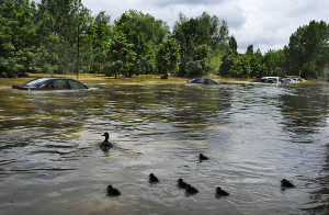 A flock of ducks swim past cars flooded by water from the Arga River in La Magdalena, northern Spain on Sunday, June 9, 2013. Heavy rain has lead to flooding in northern Spain over the past few days, especially in Navarra province. (AP Photo/Alvaro Barrientos)